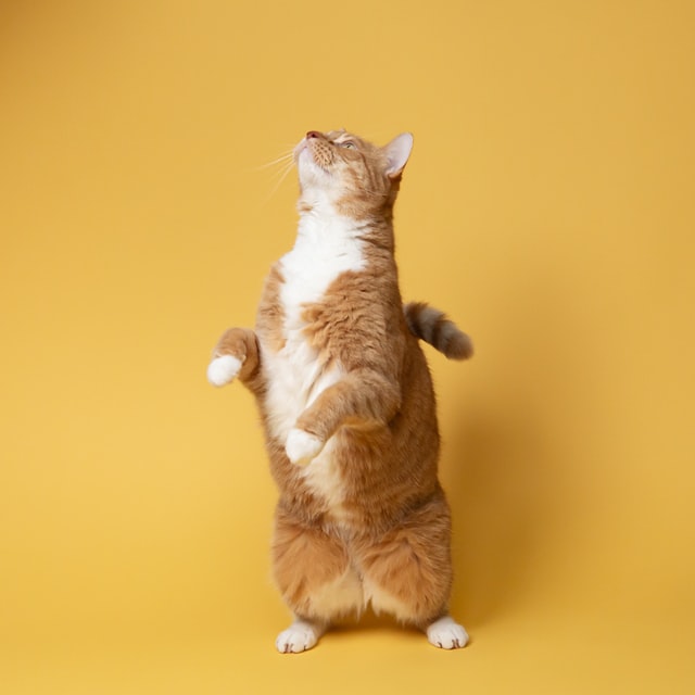 a cute cat image
