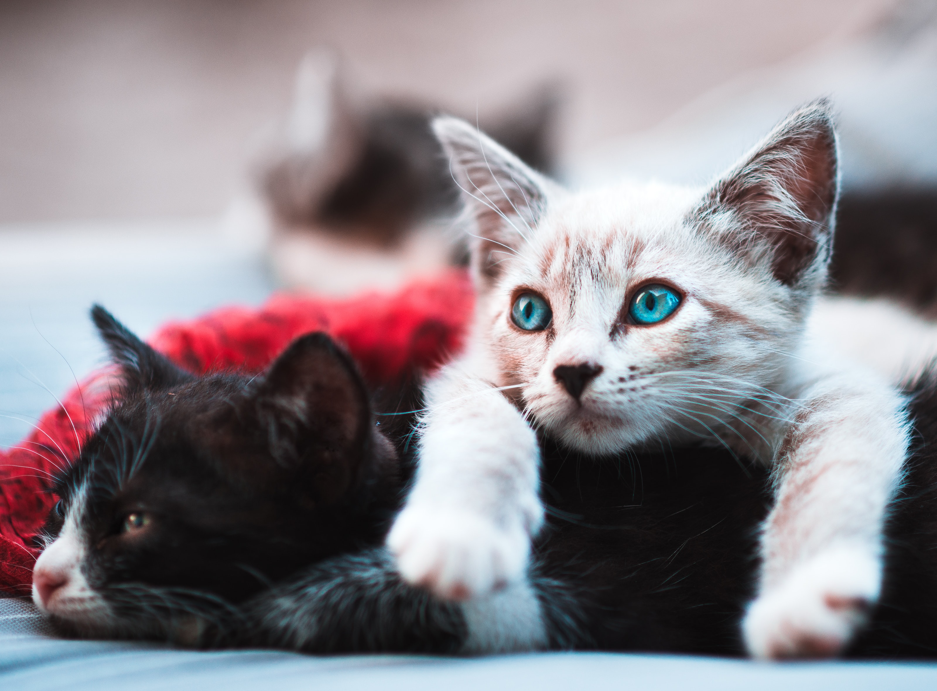 cat image for card